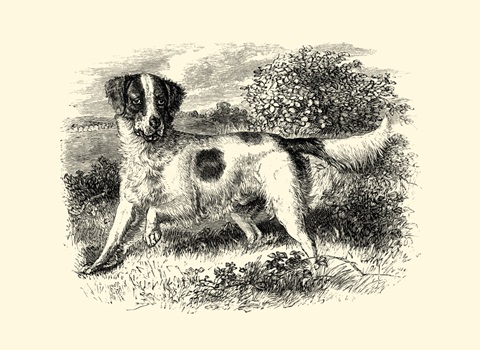English Setter