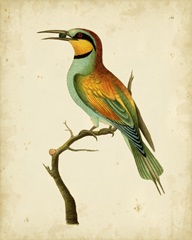 Nodder Tropical Bird I