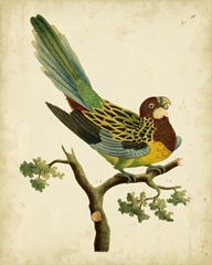 Nodder Tropical Bird II