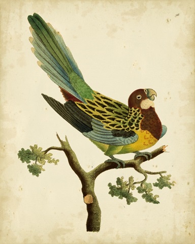 Nodder Tropical Bird II