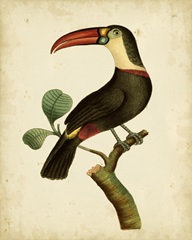 Nodder Tropical Bird III