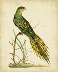 Nodder Tropical Bird IV