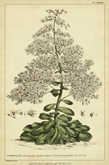 Saxifraga, Pl. CCXLIII