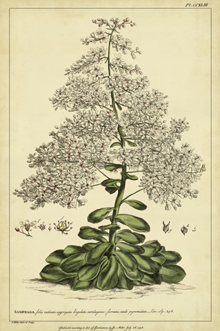 Saxifraga, Pl. CCXLIII