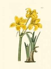 Yellow Narcissus I