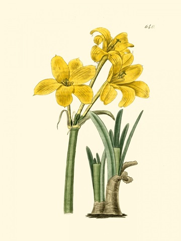 Yellow Narcissus I