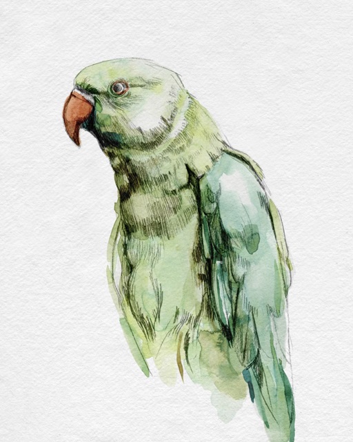 Bright Parrot Portrait I