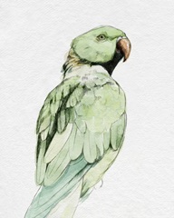 Bright Parrot Portrait II