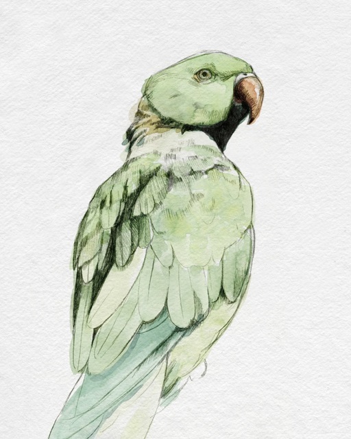 Bright Parrot Portrait II