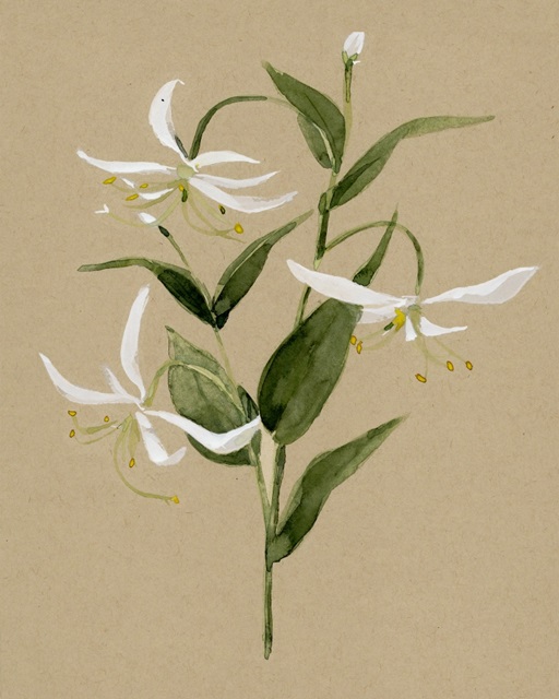 Natural Lily I