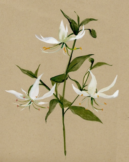 Natural Lily II