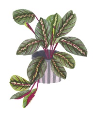 Prayer Plant II