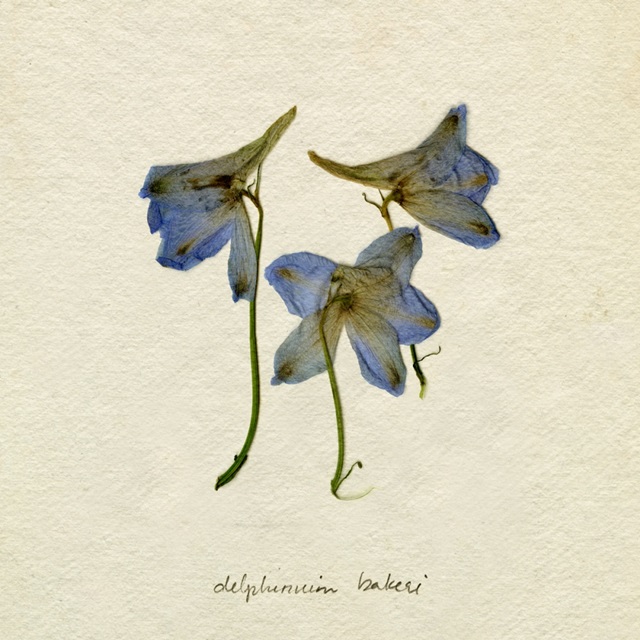 Pressed Blue Delphinium I