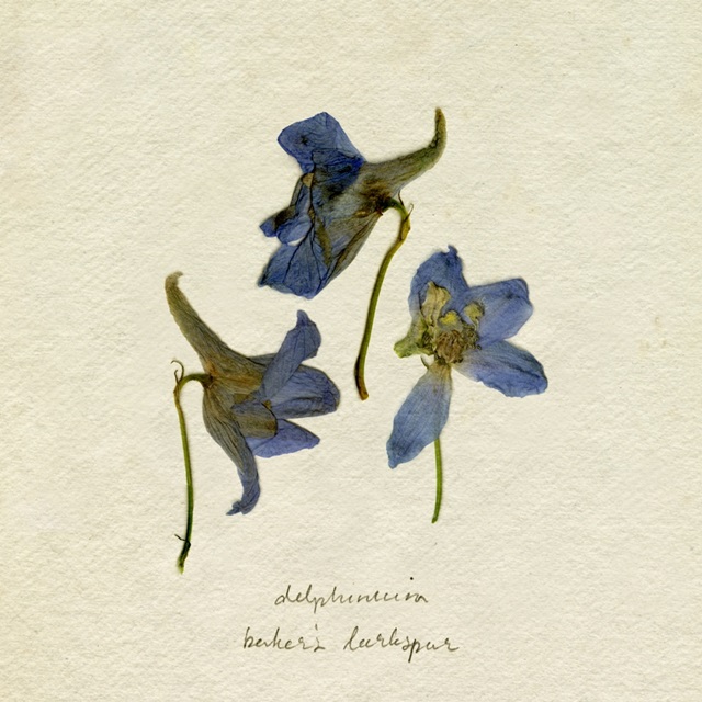 Pressed Blue Delphinium II