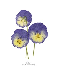Pressed Violas I