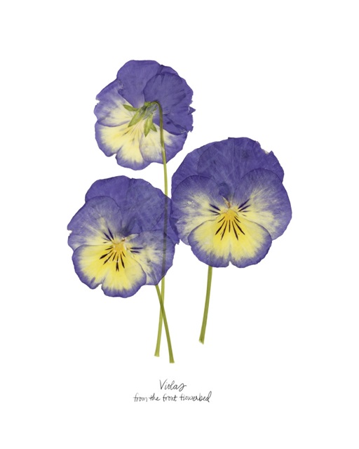 Pressed Violas I