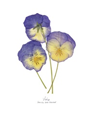Pressed Violas II