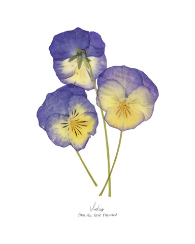 Pressed Violas II
