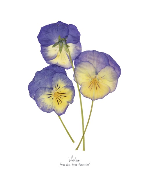 Pressed Violas II