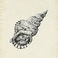 Seashell Pencil Sketch I