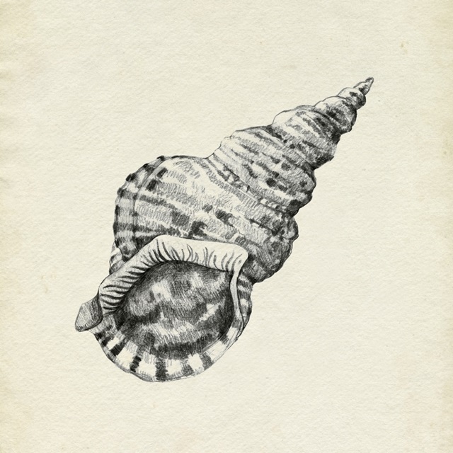 Seashell Pencil Sketch I