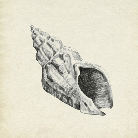 Seashell Pencil Sketch II