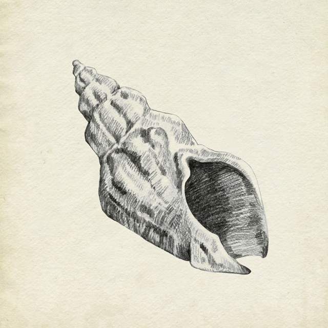 seashell pencil drawings