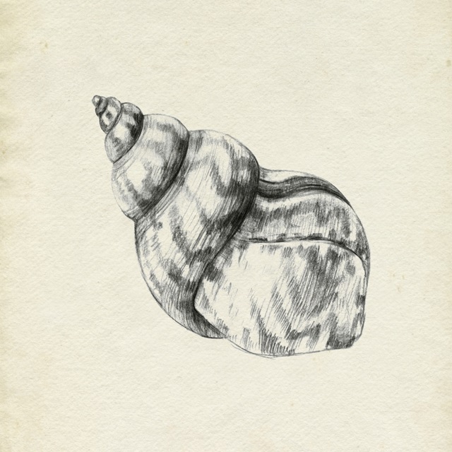 seashell pencil drawings