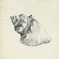 Seashell Pencil Sketch IV