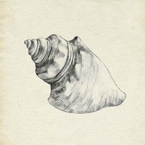 Seashell Pencil Sketch IV