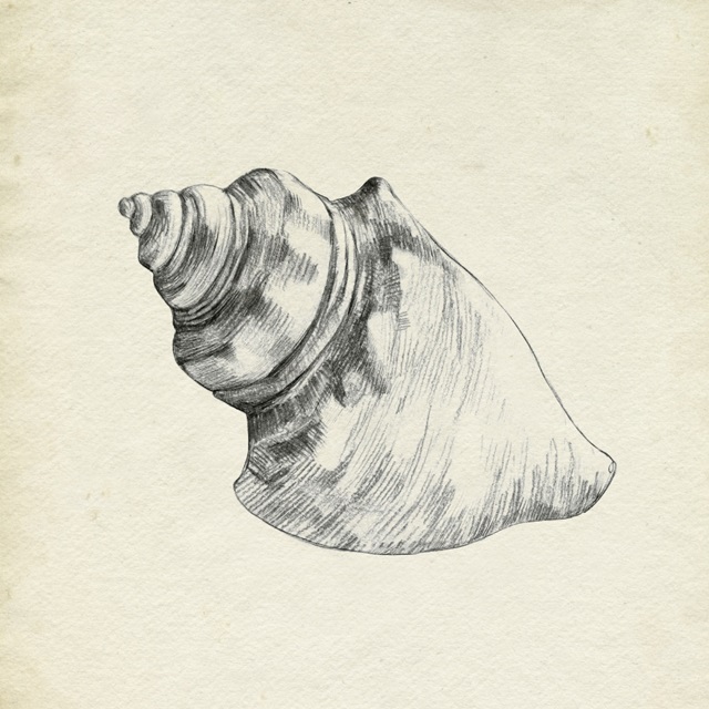 Seashell Pencil Sketch IV