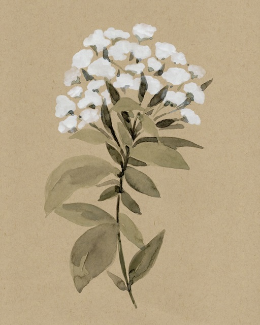 White Wildflower I