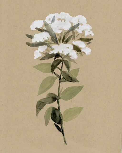 White Wildflower II