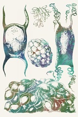 Aquatic Assemblage VI