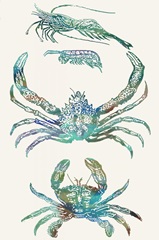 Aquatic Assemblage VIII