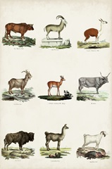 Antique Animal Chart I