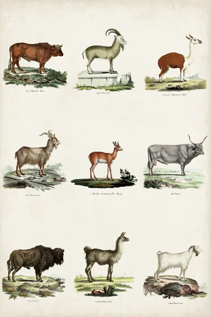 Antique Animal Chart I