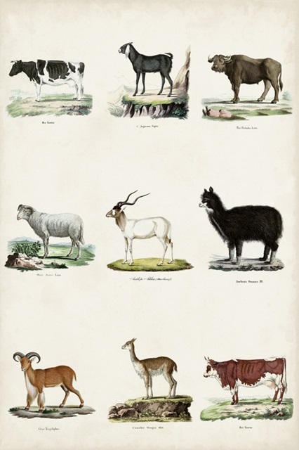 Antique Animal Chart II
