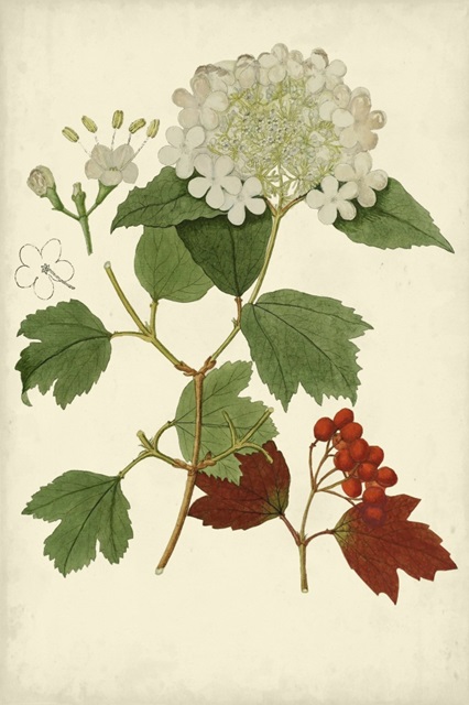 Flowering Viburnum I
