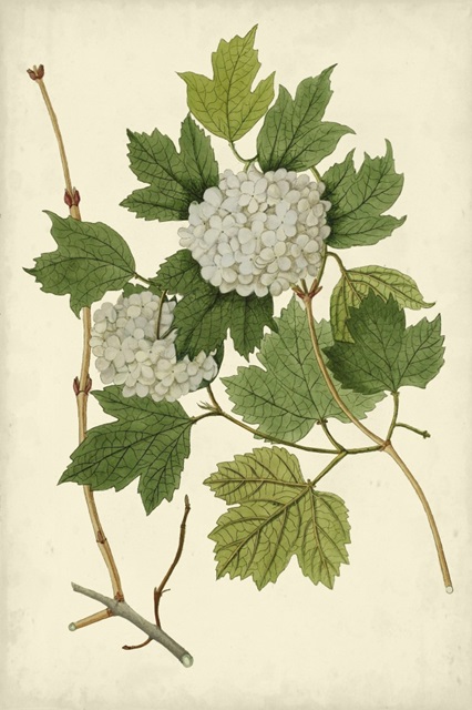 Flowering Viburnum II