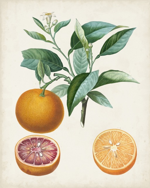 Orange de Malte