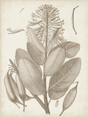 Sepia Exotic Plants I