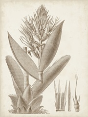 Sepia Exotic Plants II