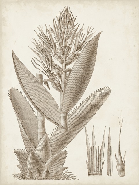 Sepia Exotic Plants II