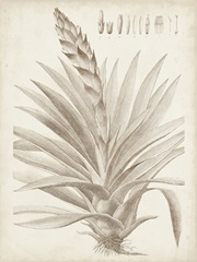 Sepia Exotic Plants III