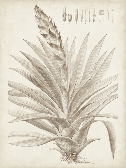 Sepia Exotic Plants III