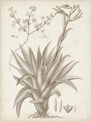 Sepia Exotic Plants IV