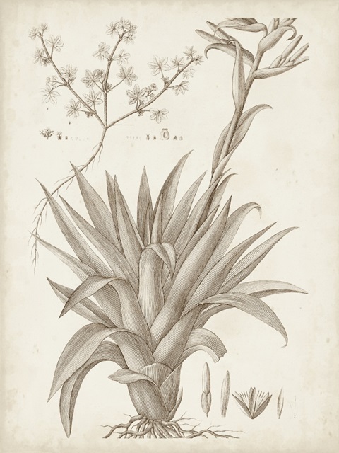 Sepia Exotic Plants IV