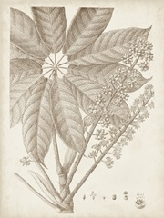 Sepia Exotic Plants V