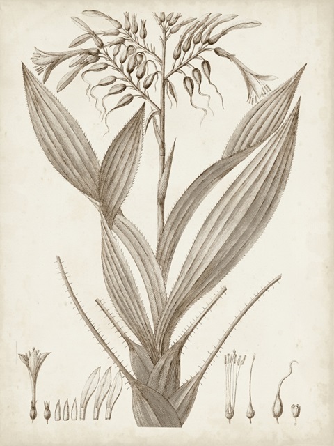 Sepia Exotic Plants VII